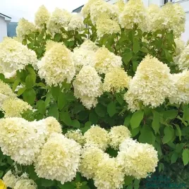 hortensja-bukietowa-hercules-gigantyczne-kwiaty-mrozoodporna-sadzonka-p9