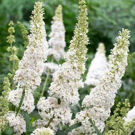 wysokabudleja-white-profusion-pachnacy-krzew-motyli-biale-kwiaty-sadzonka