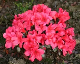 azalia-maruschka-czerwone-kwiaty-zimozielona-karlowa-sadzonka-p9