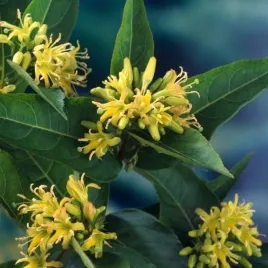 zadrzewnia-butterfly-piekny-zapach-motyle-i-egzotyka-w-ogrodzie-sadzonka-p9