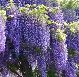 wisteria-glicynia-pnacze-o-pieknych-kwiatach-sadzonka-do-ogrodu-w-p9