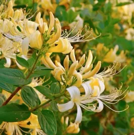 wiciokrzew-halls-prolific-pachnacy-szybkie-pnacze-na-pergole-sadzonka-p9