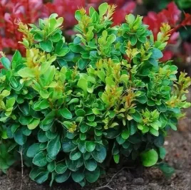 berberys-kobold-niski-gesty-krzew-ozdobny-do-kazdego-ogrodu-sadzonka-p9