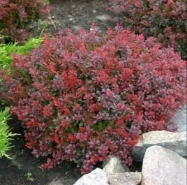 berberys-bagatelle-karlowy-bordowy-krzew-do-ogrodu-i-donic-sadzonka-c2