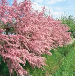 tamaryszek-drobnokwiatowy-rozowa-chmura-kwiatow-odporny-sadzonka-p9