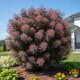 perukowiec-foliis-purpureis-purpurowa-ozdoba-w-ogrodzie-sadzonka-c2