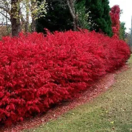 trzmielina-pospolita-red-cascade-czerwona-szkarlatna-gesta-sadzonka-p9
