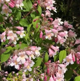 kolkwicja-chinska-rozowa-chmura-kwiatow-odporna-i-piekna-sadzonka-p9