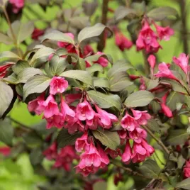 krzewuszka-victoria-purpurowe-liscie-obfite-rozowe-kwitnienie-sadzonka-p9