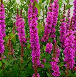 krwawnica-pospolita-rozowo-fioletowe-kwiaty-miododajna-sadzonka-p9