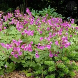 bodziszek-korzeniasty-pachnace-liscie-na-slonce-i-cien-sadzonka-p9