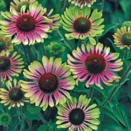 jezowka-green-twister-unikalna-miododajna-bylina-do-ogrodu-sadzonka-p9