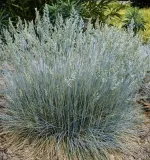 kostrzewa-sina-srebrne-kepy-na-slonce-mrozoodporne-sadzonka-05l-kolor-kwiatow-inny-kolor