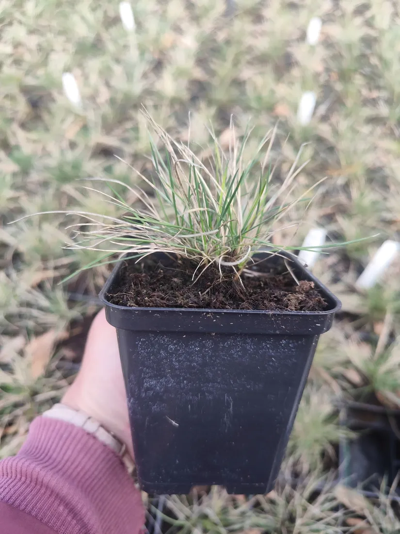 kostrzewa-sina-srebrne-kepy-na-slonce-mrozoodporne-sadzonka-05l