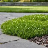 karmnik-oscisty-zielony-dywan-mechowa-poduszka-do-ogrodu-sadzonka-05l