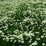 karmnik-oscisty-zielony-dywan-mechowa-poduszka-do-ogrodu-sadzonka-05l-roslina-w-postaci-sadzonka-w-pojemniku-05-1l