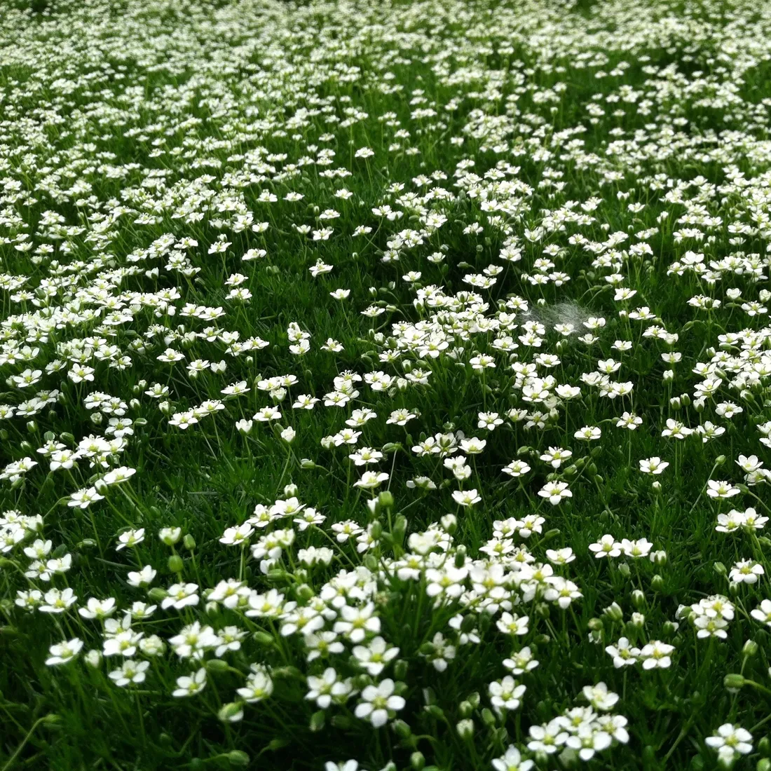 karmnik-oscisty-zielony-dywan-mechowa-poduszka-do-ogrodu-sadzonka-05l