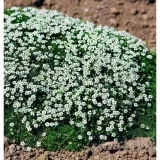 karmnik-oscisty-zielony-dywan-mechowa-poduszka-do-ogrodu-sadzonka-05l-kod-producenta-karmnik-oscisty