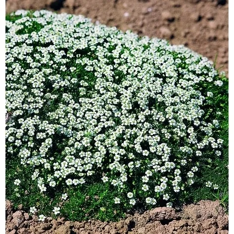 karmnik-oscisty-zielony-dywan-mechowa-poduszka-do-ogrodu-sadzonka-05l