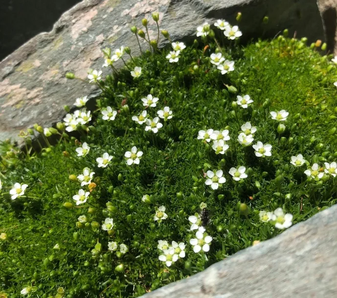 karmnik-oscisty-zielony-dywan-mechowa-poduszka-do-ogrodu-sadzonka-05l-nazwa-lacinska-sagina-subulata
