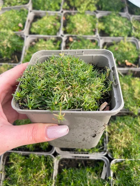 karmnik-oscisty-zielony-dywan-mechowa-poduszka-do-ogrodu-sadzonka-05l-roslina-w-postaci-sadzonka-w-pojemniku-05-1l-numer-paszportu-sekcja-c-c1