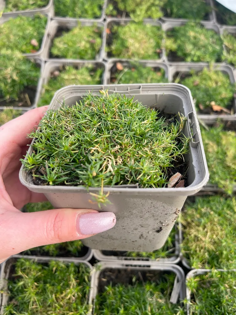 karmnik-oscisty-zielony-dywan-mechowa-poduszka-do-ogrodu-sadzonka-05l