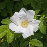 roza-pomarszczona-alba-biala-pachnaca-miododajna-sadzonka-p9