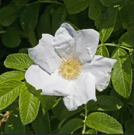 roza-pomarszczona-alba-biala-pachnaca-miododajna-sadzonka-p9