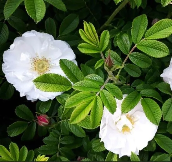 roza-pomarszczona-alba-biala-pachnaca-miododajna-sadzonka-p9-kod-producenta-roza-pomarszczona-alba