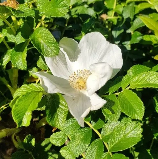 roza-pomarszczona-alba-biala-pachnaca-miododajna-sadzonka-p9