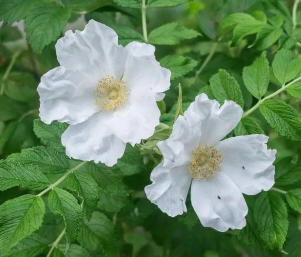 roza-pomarszczona-alba-biala-pachnaca-miododajna-sadzonka-p9-numer-paszportu-sekcja-c-c1