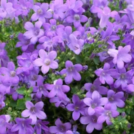 dzwonek-dalmatynski-dywan-kwiatow-na-rabaty-i-skalniaki-sadzonka-05l