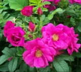 roza-pomarszczona-rotes-meer-intensywny-zapach-purpurowe-kwiaty-sadzonka-p9