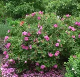 roza-pomarszczona-rotes-meer-intensywny-zapach-purpurowe-kwiaty-sadzonka-p9-roslina-w-postaci-sadzonka-w-pojemniku-05-1l