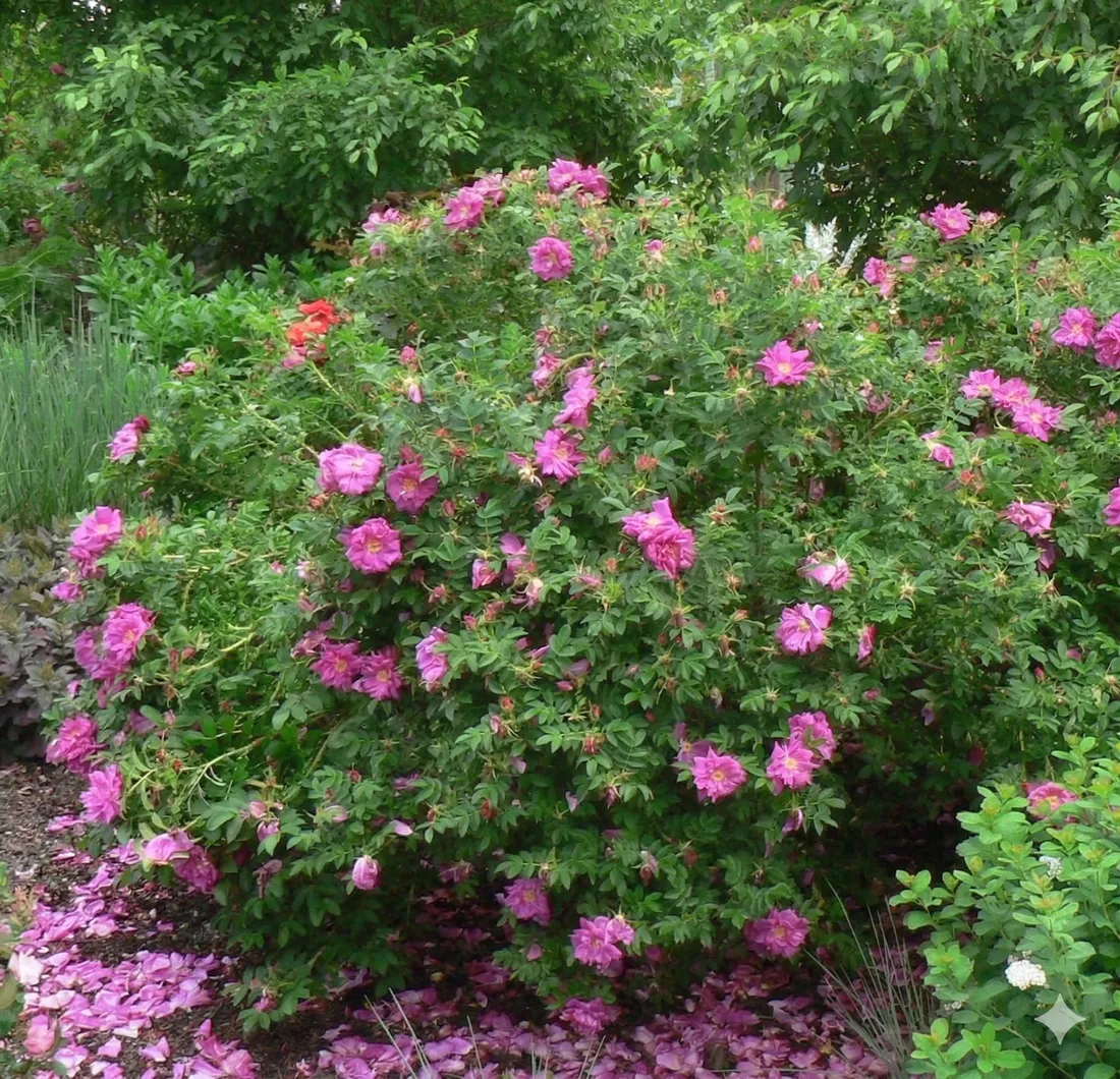 roza-pomarszczona-rotes-meer-intensywny-zapach-purpurowe-kwiaty-sadzonka-p9