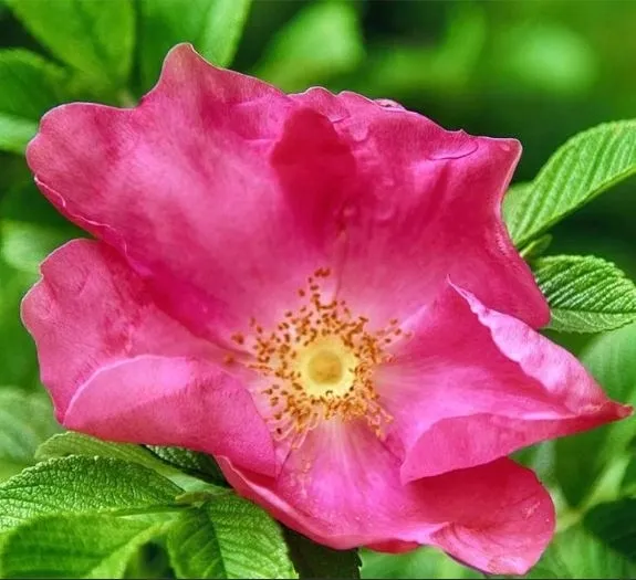 roza-pomarszczona-rotes-meer-intensywny-zapach-purpurowe-kwiaty-sadzonka-p9-styl-ogrod-nowoczesny-ogrod-skalny-ogrod-wiejski