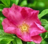 roza-pomarszczona-rotes-meer-intensywny-zapach-purpurowe-kwiaty-sadzonka-p9-styl-ogrod-nowoczesny-ogrod-skalny-ogrod-wiejski