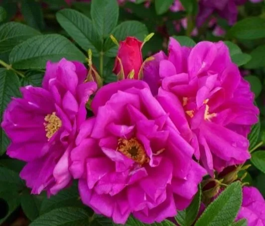 roza-pomarszczona-rotes-meer-intensywny-zapach-purpurowe-kwiaty-sadzonka-p9-kod-producenta-roza-pomarszczona-rotes-meer