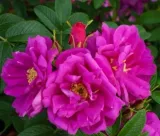 roza-pomarszczona-rotes-meer-intensywny-zapach-purpurowe-kwiaty-sadzonka-p9-kod-producenta-roza-pomarszczona-rotes-meer