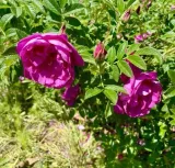 roza-pomarszczona-rotes-meer-intensywny-zapach-purpurowe-kwiaty-sadzonka-p9-numer-paszportu-sekcja-c-c1