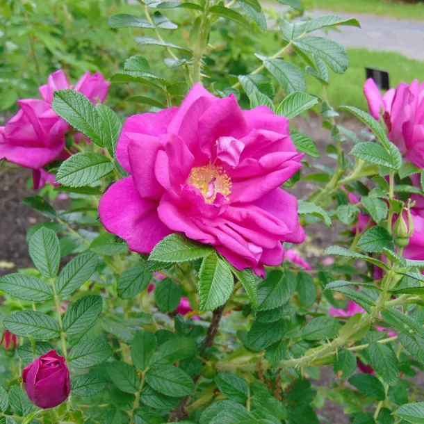roza-pomarszczona-rotes-meer-intensywny-zapach-purpurowe-kwiaty-sadzonka-p9-nazwa-lacinska-rosa-rugosa