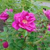 roza-pomarszczona-rotes-meer-intensywny-zapach-purpurowe-kwiaty-sadzonka-p9-nazwa-lacinska-rosa-rugosa