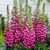 naparstnica-purpurowa-wysokie-dzwonki-do-ogrodow-wiejskich-sadzonka-05l