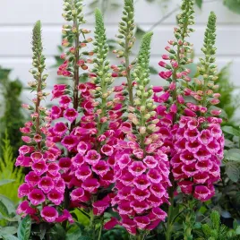 naparstnica-purpurowa-wysokie-dzwonki-do-ogrodow-wiejskich-sadzonka-05l