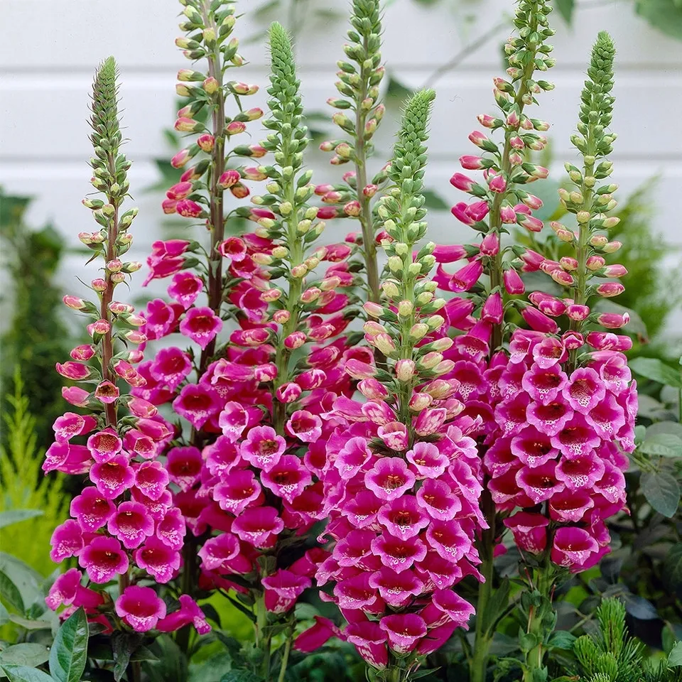 naparstnica-purpurowa-wysokie-dzwonki-do-ogrodow-wiejskich-sadzonka-05l