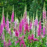 naparstnica-purpurowa-wysokie-dzwonki-do-ogrodow-wiejskich-sadzonka-05l-roslina-w-postaci-sadzonka-w-pojemniku-05-1l