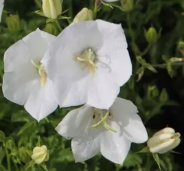 dzwonek-karpacki-alba-snieznobialy-dlugo-kwitnie-mrozoodporny-sadzonka-p9