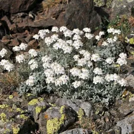 krwawnik-baldaszkowaty-bialy-kwiat-i-srebrne-liscie-na-skalniak-sadzonka-p9