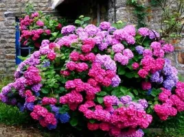 hortensja-ogrodowa-deutschland-ogromne-kule-kwiatow-sadzonka-p9