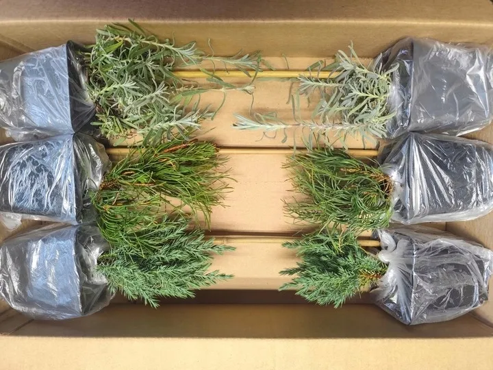 ciemiernik-wschodni-zimowa-perla-rabat-zimozielona-piekny-kwiat-sadzonka-p9-roslina-w-postaci-sadzonka-w-pojemniku-05-1l-kod-producenta-ciemiernik-wschodni